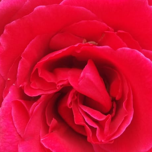 Онлайн магазин за рози - Червен - Чайно хибридни рози  - среден аромат - Pоза Панонхалма - Марк Гергили - Опаковани цветя,с диаметър 3-5 инча.Силно ароматно,Цъвти от юни до есента.Устойчива на болести.